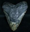 Large Megalodon Tooth - South Carolina #6065-1
